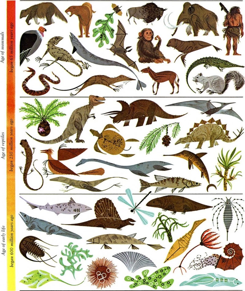 Illustration for article titled Decorate Your Home With the Work of This Celebrated Wildlife Artist